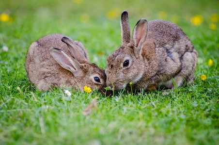 Foto Rumput imut-imut margasatwa peliharaan