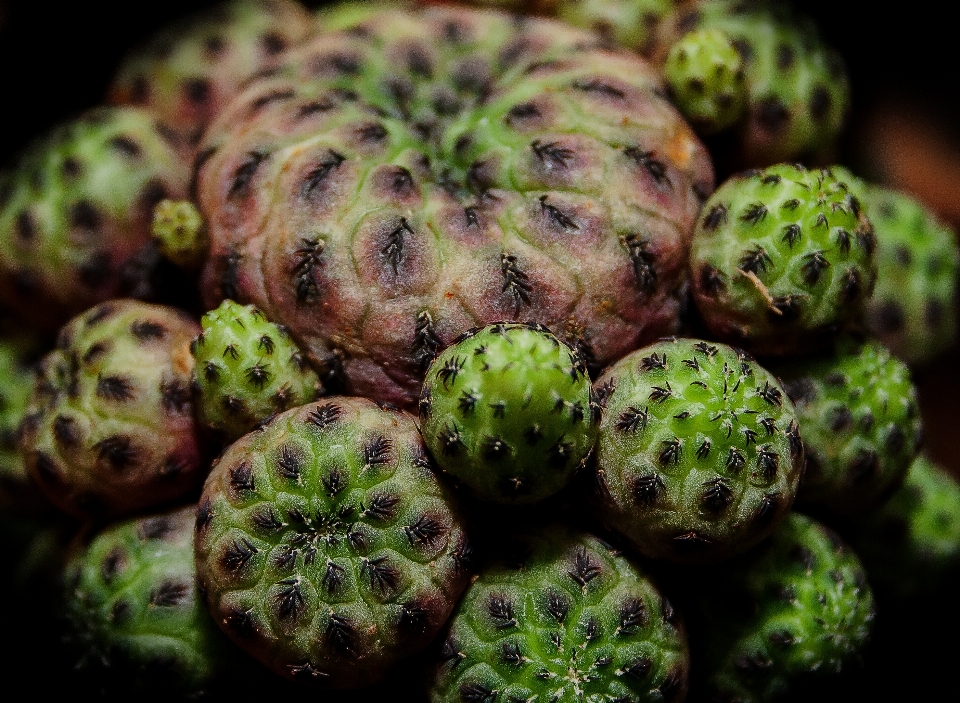 自然 とげのある
 カクタス
 植物