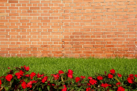 Photo Herbe usine pelouse fleur