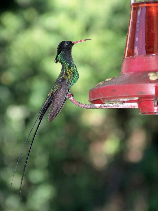 Nature bird fly wildlife