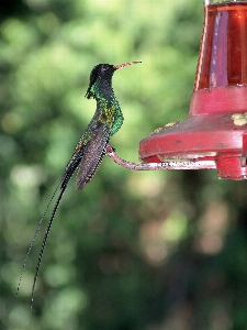 Nature bird fly wildlife Photo