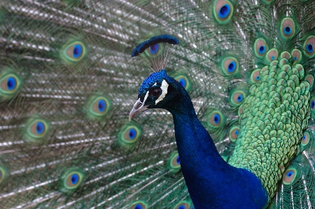 鳥 羽 動物園 嘴 写真