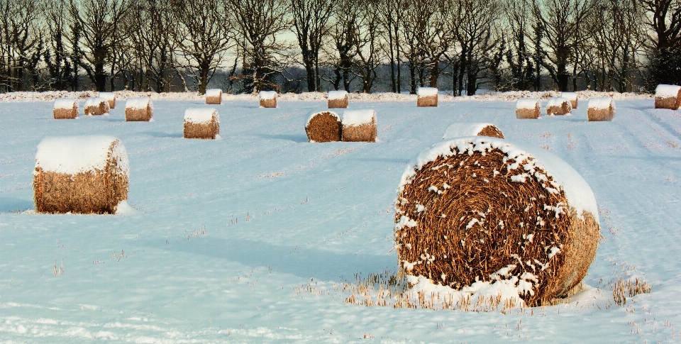 Paisagem árvore natureza ar livre