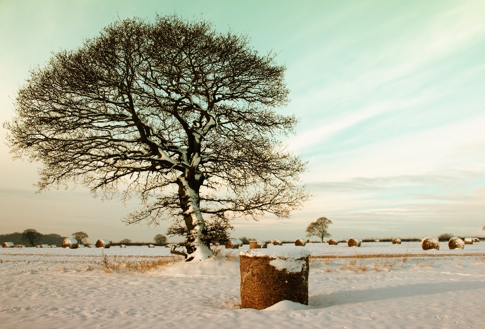 Landscape tree nature outdoor