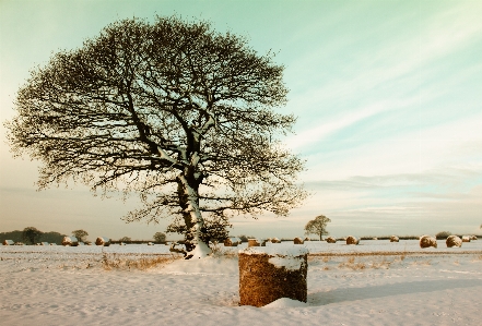 Landscape tree nature outdoor Photo