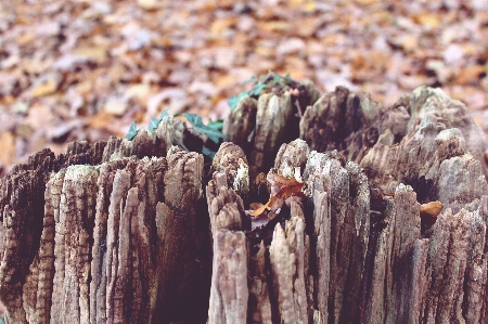 Landscape tree nature forest Photo