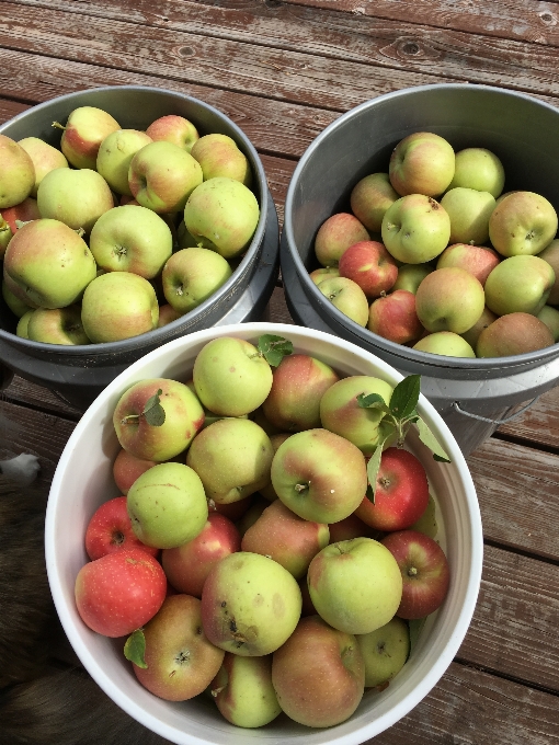 Apple natura zakład gospodarstwo rolne