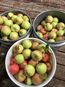 Foto Apple naturaleza planta granja