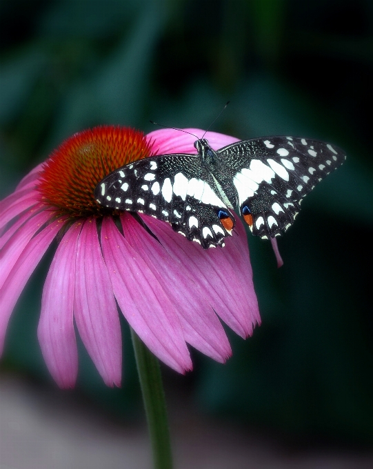 Naturaleza ala planta fotografía