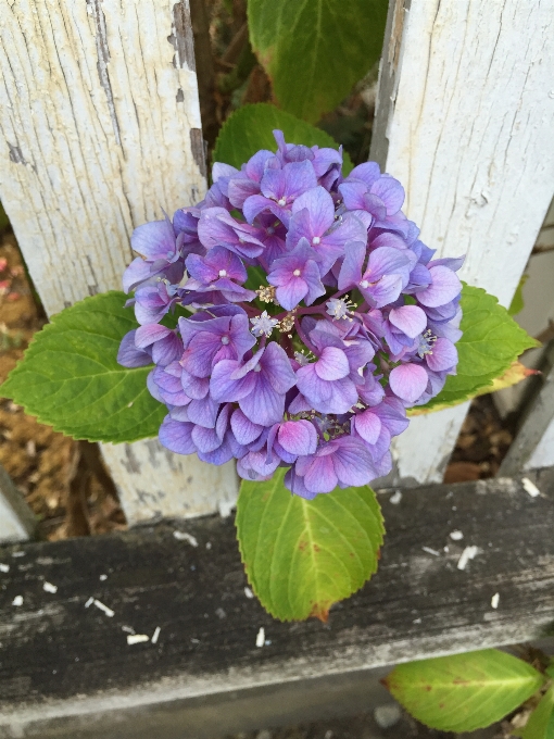 花 フェンス 植物 咲く