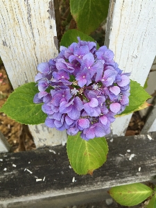 Blossom fence plant flower Photo