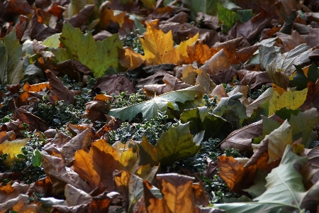 Forest plant leaf flower Photo