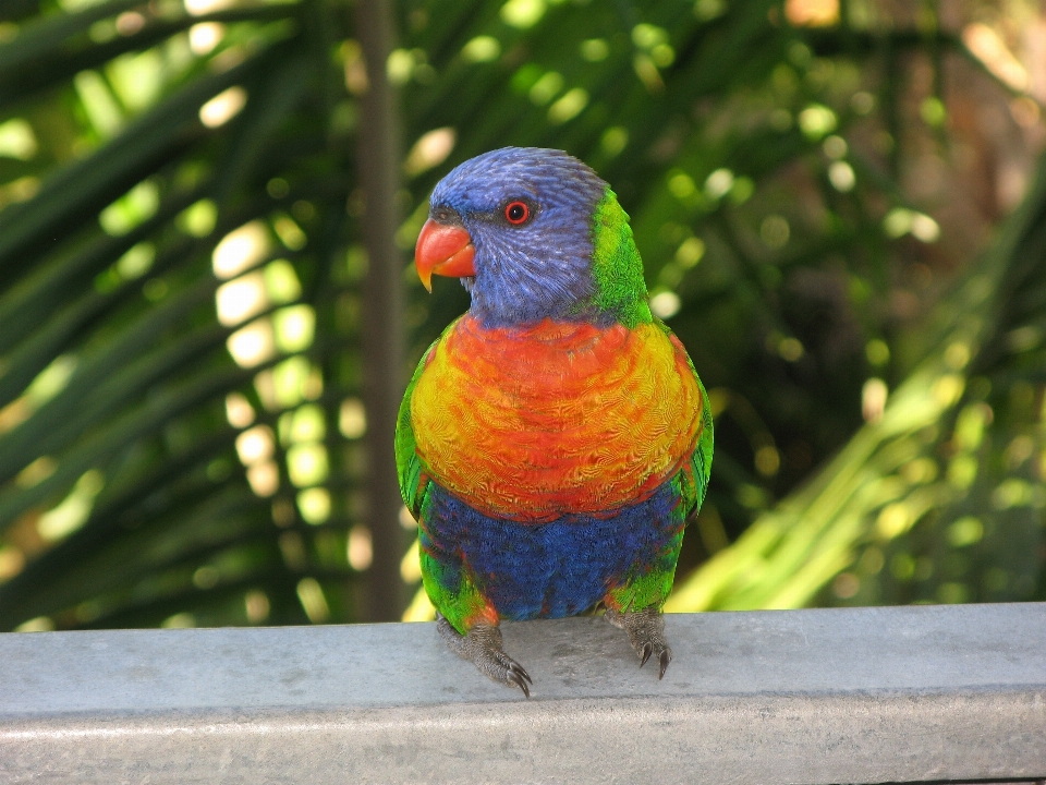 Natura uccello animali selvatici verde