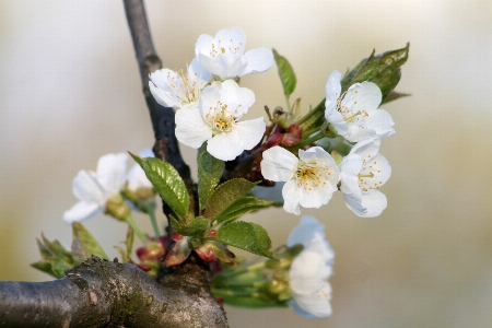 Nature branch blossom plant Photo