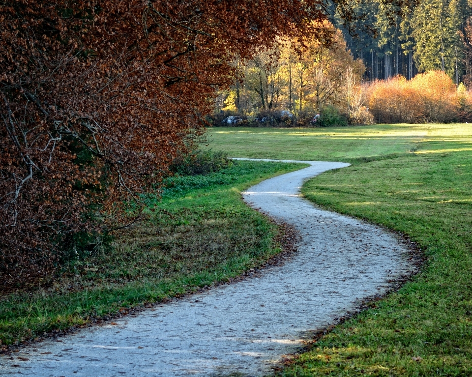 Landschaft baum natur wald