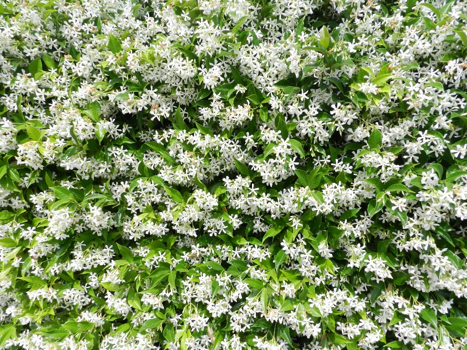 Blüte anlage weiss blume