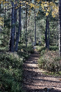 Tree nature forest path Photo