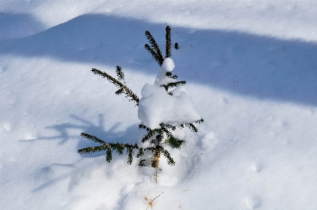 Tree branch mountain snow Photo