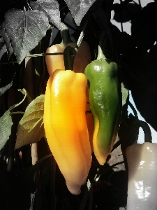 Sharp black and white plant fruit Photo