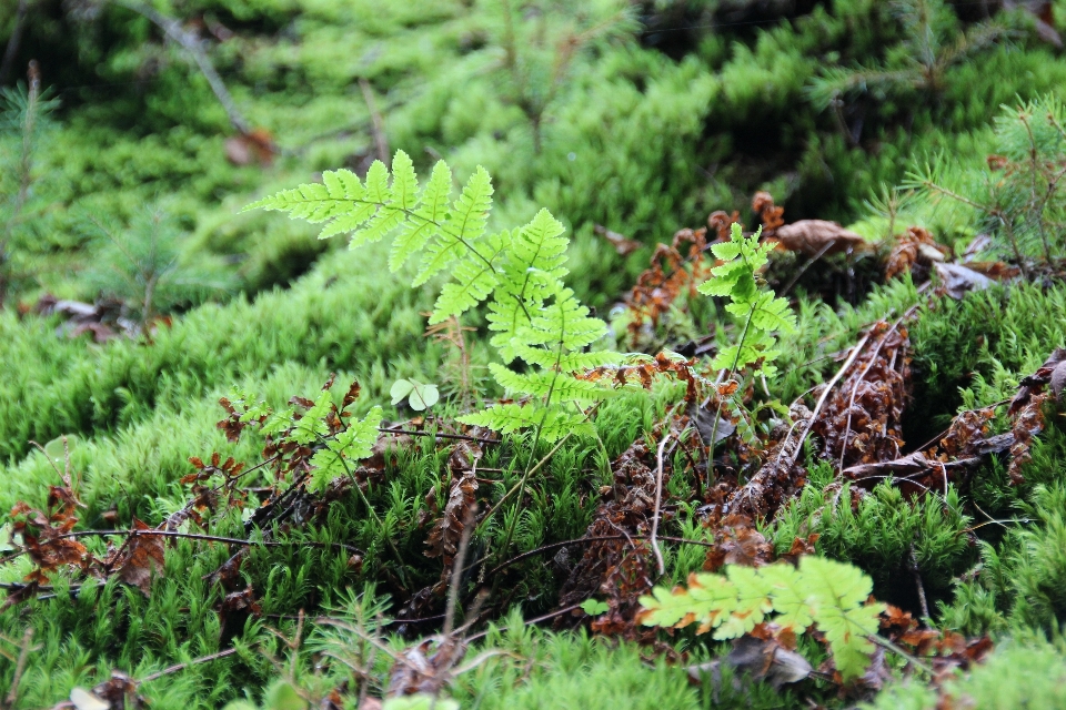 árvore floresta plantar grama