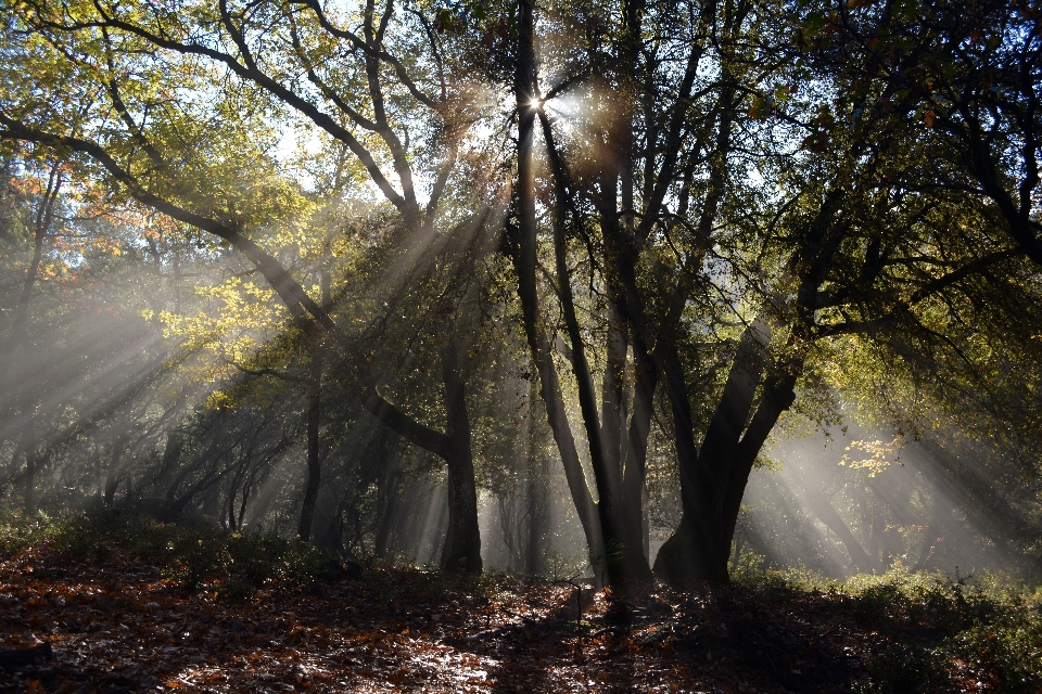 Albero natura foresta selvaggia
