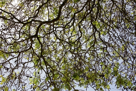 Tree forest branch blossom Photo