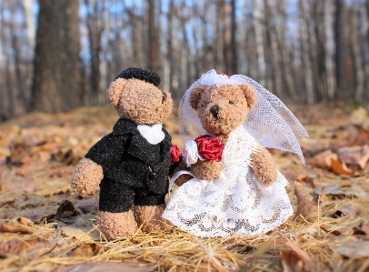 Forest people cute bear Photo