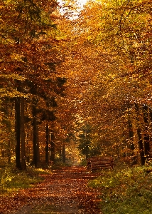 Landscape tree nature forest Photo