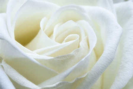 Blossom plant white flower Photo