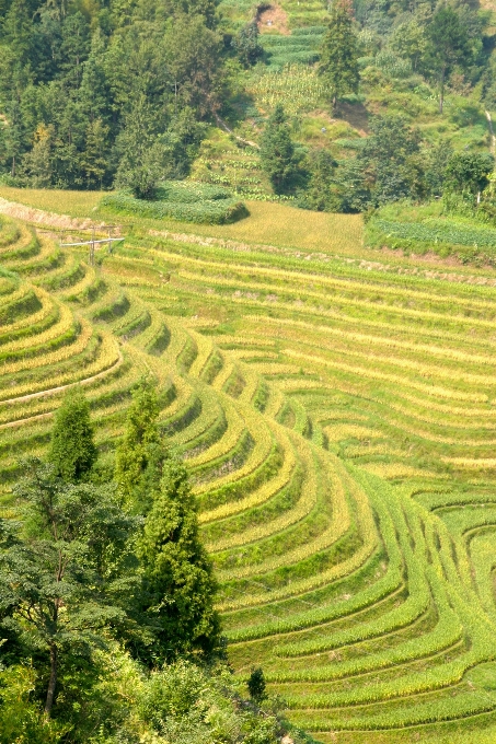 Landschaft feld grün weide
