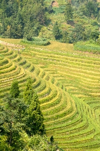 Landscape field green pasture Photo