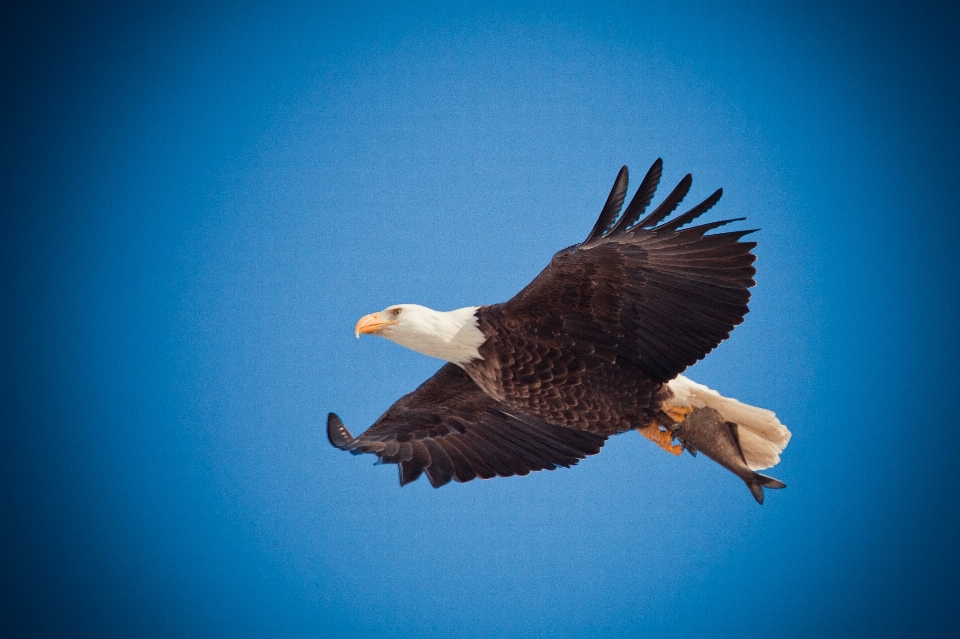 Nature bird wing flying