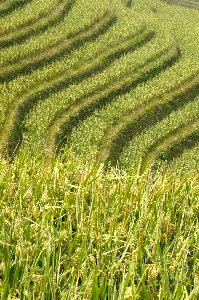 Landscape grass plant field Photo