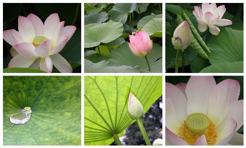 Blossom plant flower petal Photo