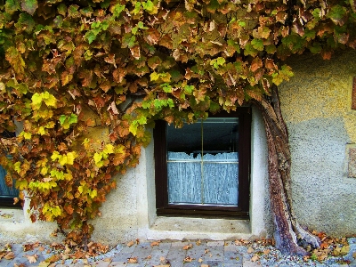 Tree plant house sunlight Photo