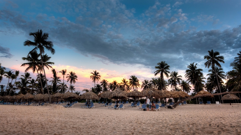 Strand landschaft meer baum