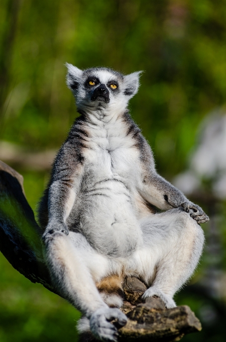 Natureza olhando animais selvagens jardim zoológico