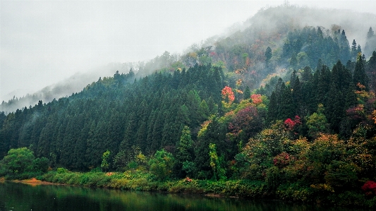 風景 木 水 自然 写真