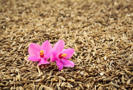 草 植物 葉 花 写真