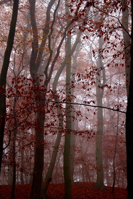 Arbre nature forêt bifurquer