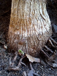 Tree nature forest branch Photo