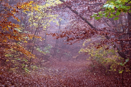 Landscape tree nature forest Photo