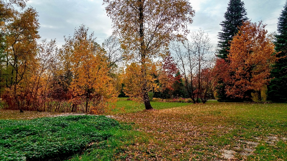 Paisagem árvore natureza floresta