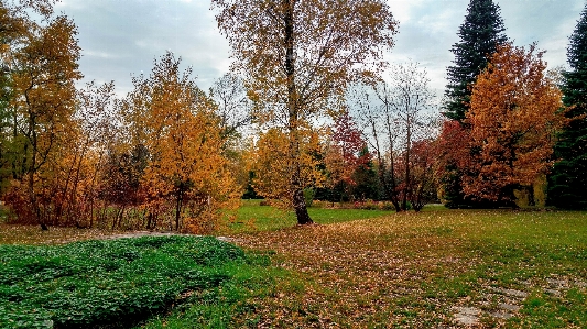 Landscape tree nature forest Photo