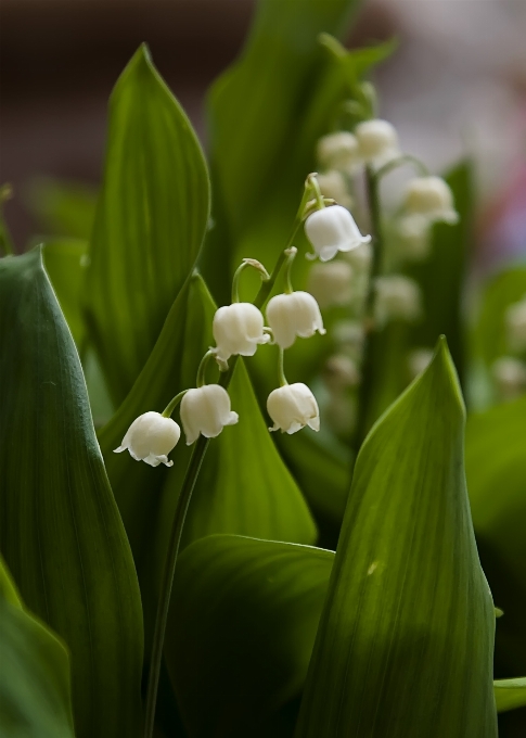 Nature blossom plant leaf