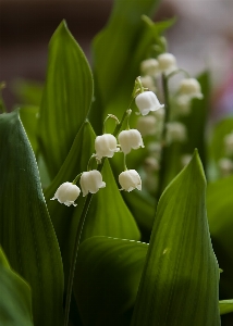 自然 花 植物 葉 写真