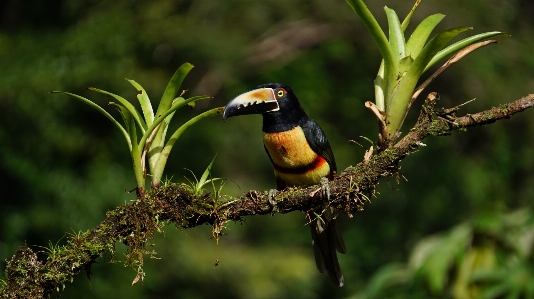 Nature branch bird wildlife Photo