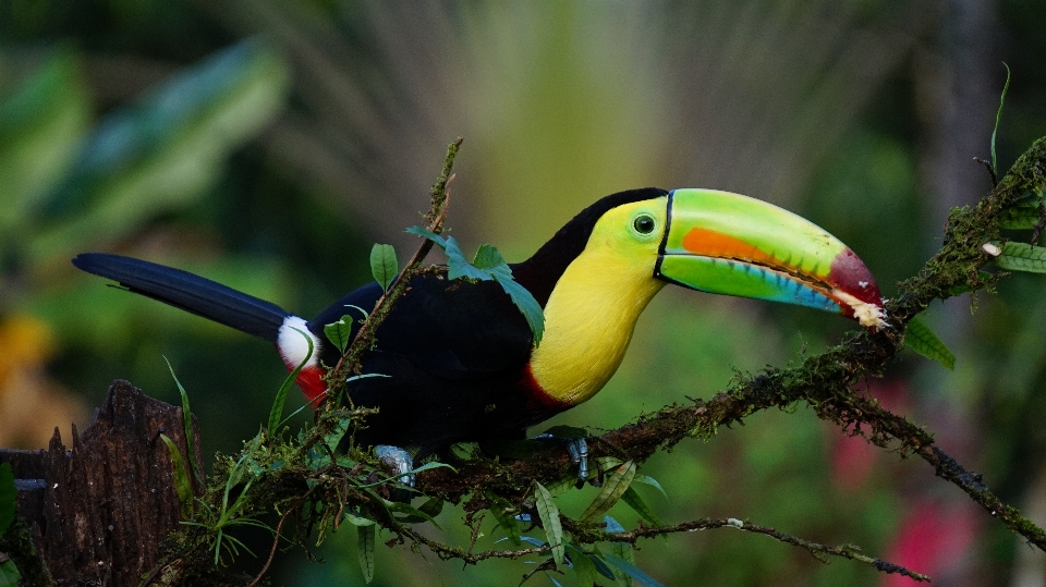 Naturaleza rama pájaro flor