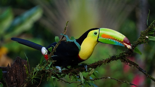 Nature branch bird flower Photo