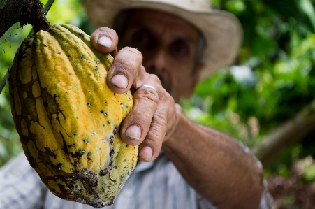 Hand man plant fruit Photo